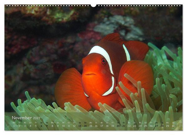 Produktbild: Anemonenfische - Streitbare Gesellen (Wandkalender 2027 DIN A2 quer), CALVENDO Monatskalender