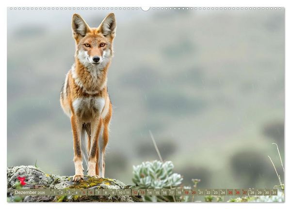 Produktbild: Die wilden Hunde (Wandkalender 2026 DIN A2 quer), CALVENDO Monatskalender