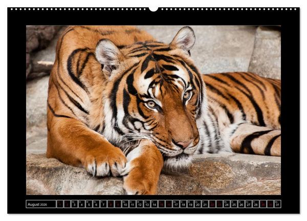 Produktbild: Tiger, L&ouml;we und Co. (hochwertiger Premium Wandkalender 2026 DIN A2 quer), Kunstdruck in Hochglanz