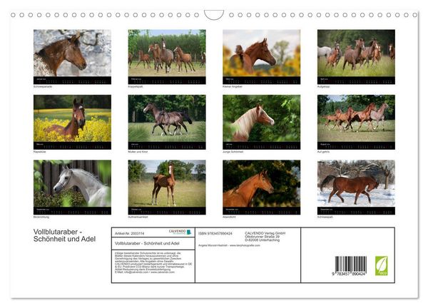 Produktbild: Vollblutaraber - Sch&ouml;nheit und Adel (Wandkalender 2026 DIN A3 quer), CALVENDO Monatskalender