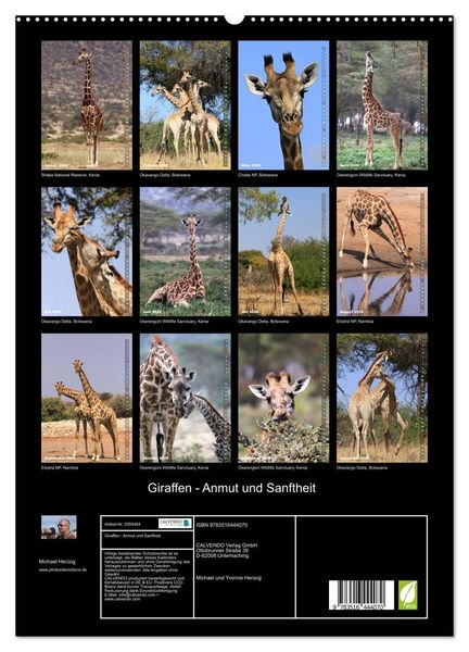 Produktbild: Giraffen - Anmut und Sanftheit (hochwertiger Premium Wandkalender 2026 DIN A2 hoch), Kunstdruck in Hochglanz