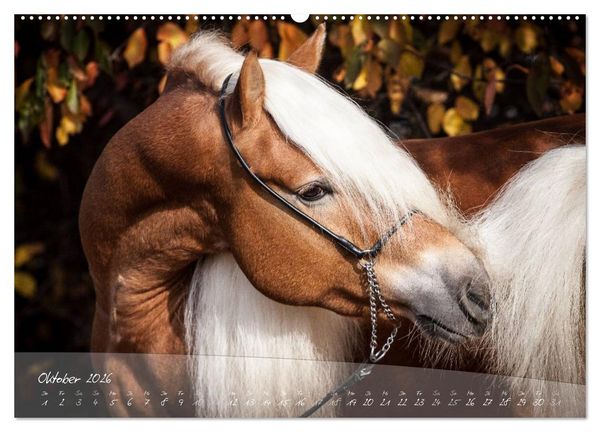 Produktbild: Haflinger-Pferde in Reinzucht (Wandkalender 2026 DIN A2 quer), CALVENDO Monatskalender