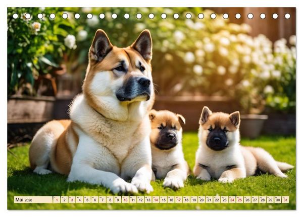 Produktbild: Akita Inu - Inbegriff der Treue (Tischkalender 2026 DIN A5 quer), CALVENDO Monatskalender