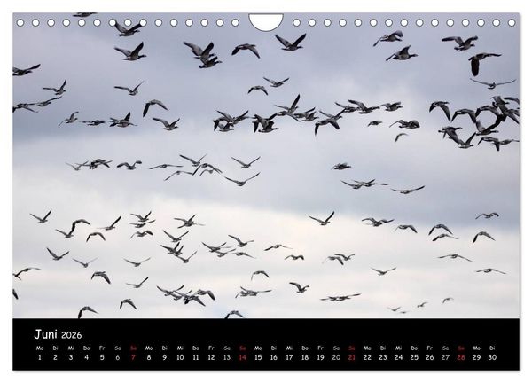 Produktbild: Schrei der Wildg&auml;nse (Wandkalender 2026 DIN A4 quer), CALVENDO Monatskalender