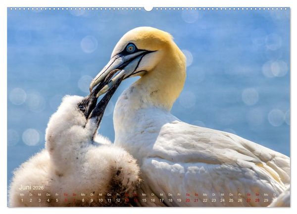 Produktbild: K&uuml;stengl&uuml;ck - Ein fotografischer Streifzug entlang der Nordsee (hochwertiger Premium Wandkalender 2026 DIN A2 quer), Kunstdruck in Hochglanz