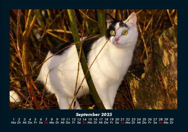 Produktbild: F&uuml;r Katzenfreunde 2025 Fotokalender DIN A4
