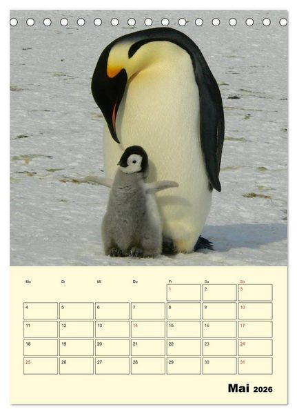 Produktbild: Pinguine. Wackeln im Thermo-Frack (Tischkalender 2026 DIN A5 hoch), CALVENDO Monatskalender