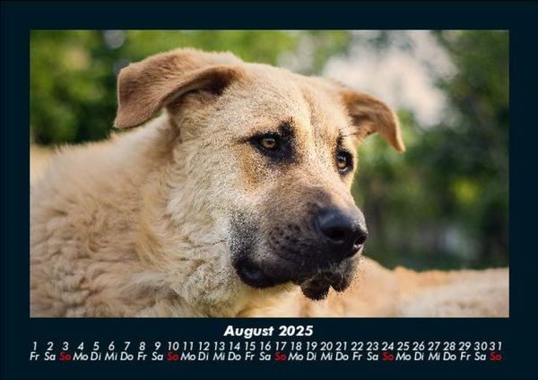 Produktbild: Hunde 2025 Fotokalender DIN A5