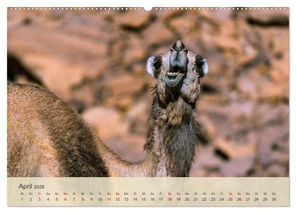 Produktbild: Saudi Arabien - K&ouml;nigreich der Faszinationen (Wandkalender 2026 DIN A2 quer), CALVENDO Monatskalender