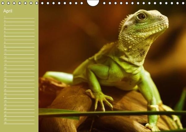 Produktbild: Drachen / Geburtstagskalender (Wandkalender immerw&auml;hrend DIN A4 quer)