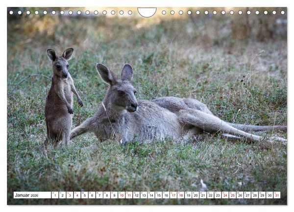 Produktbild: Wildlife Australien (Wandkalender 2026 DIN A4 quer), CALVENDO Monatskalender