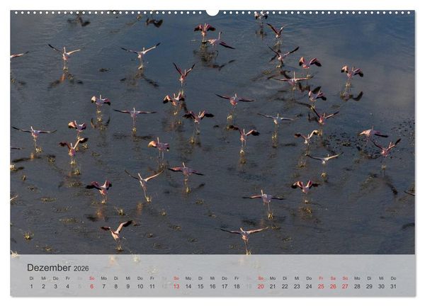 Produktbild: Flamingo Impressionen 2026 (hochwertiger Premium Wandkalender 2026 DIN A2 quer), Kunstdruck in Hochglanz