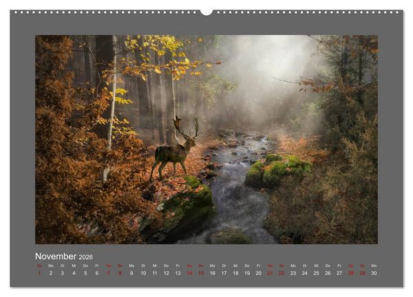 Produktbild: Waldgeheimnisse (Wandkalender 2026 DIN A2 quer), CALVENDO Monatskalender