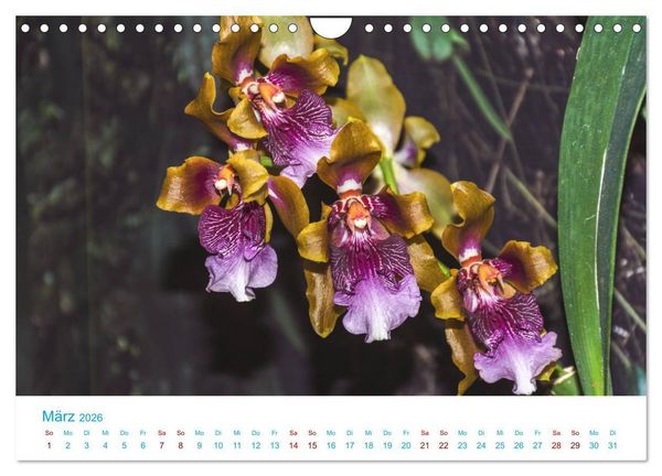 Produktbild: Die K&ouml;nigin der Blumenwelt, die Orchidee (Wandkalender 2026 DIN A4 quer), CALVENDO Monatskalender