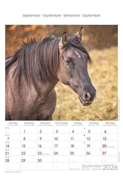 Pferde 2026 - Bildkalender 23,7x34 cm - Kalender mit Platz für Notizen - mit vielen Zusatzinformationen - Horses - Wandkalender - Alpha Edition