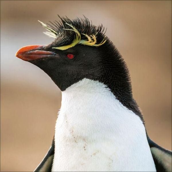 Produktbild: Pinguine 2027