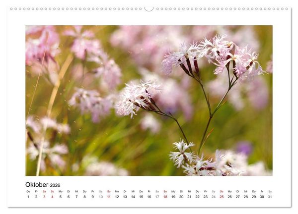 Produktbild: Mein Sehnsuchtsort, die Blumenwiese (Wandkalender 2026 DIN A2 quer), CALVENDO Monatskalender
