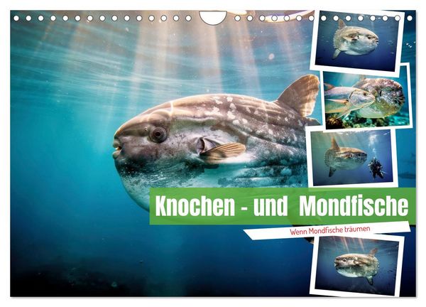Produktbild: Knochen - und Mondfische (Wandkalender 2027 DIN A4 quer), CALVENDO Monatskalender
