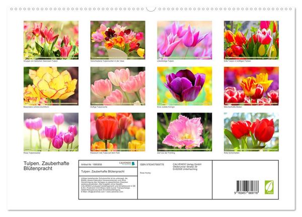 Produktbild: Tulpen. Zauberhafte Bl&uuml;tenpracht (hochwertiger Premium Wandkalender 2026 DIN A2 quer), Kunstdruck in Hochglanz