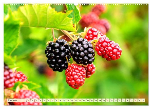 Produktbild: Essbare Wildfr&uuml;chte. Aromatische K&ouml;stlichkeiten aus der Natur (hochwertiger Premium Wandkalender 2026 DIN A2 quer), Kunstdruck in Hochglanz