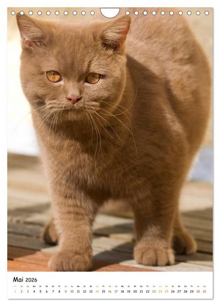 Produktbild: bezaubernde Britisch Kurzhaar Katzen (Wandkalender 2026 DIN A4 hoch), CALVENDO Monatskalender