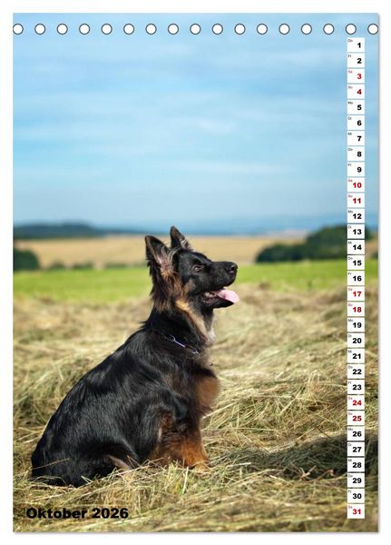 Produktbild: Sch&auml;ferhunde Langstockhaar zum verlieben (Tischkalender 2026 DIN A5 hoch), CALVENDO Monatskalender