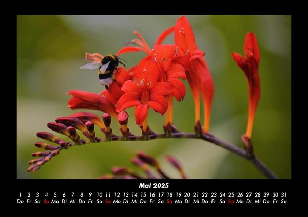Produktbild: Bienen 2025 Fotokalender DIN A3