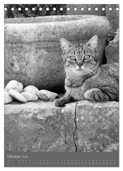 Produktbild: Sonja Heller Katzen in SW-Portraits (Tischkalender 2026 DIN A5 hoch), CALVENDO Monatskalender