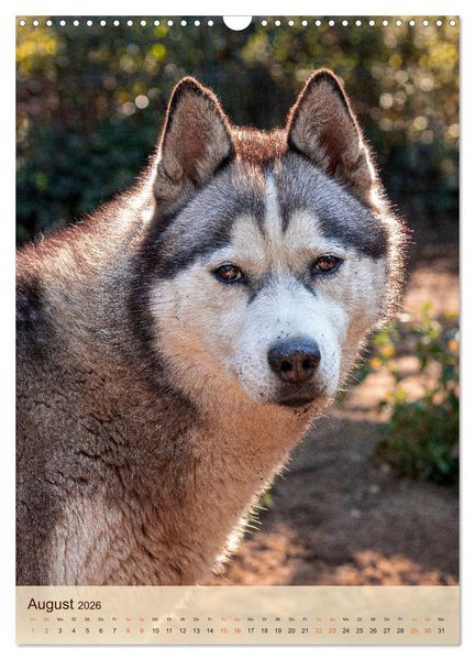 Produktbild: Im Husky-Rudel (Wandkalender 2026 DIN A3 hoch), CALVENDO Monatskalender