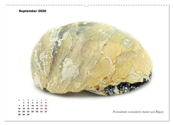 Produktbild: Fossilien - Ammoniten, Trilobiten, Erdgeschichte (Wandkalender 2026 DIN A2 quer), CALVENDO Monatskalender
