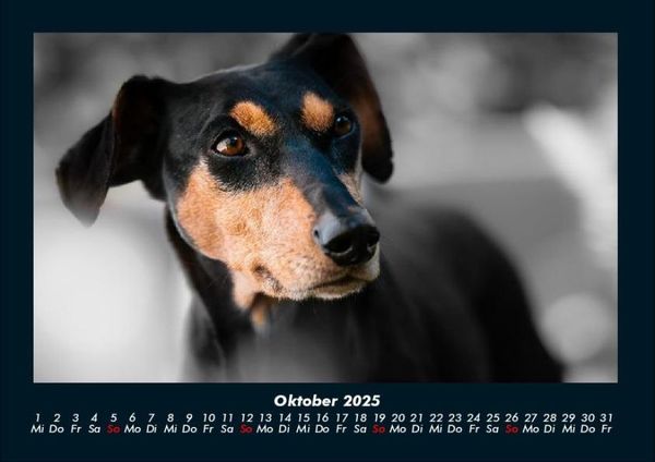 Produktbild: Hundezauber 2025 Fotokalender DIN A4