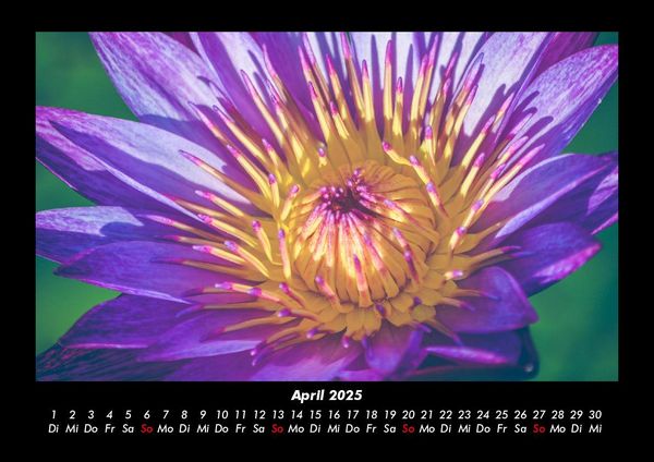 Produktbild: Blumentr&auml;ume 2025 Fotokalender DIN A3