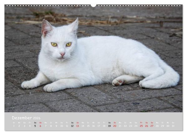 Produktbild: Katzen des S&uuml;dens (hochwertiger Premium Wandkalender 2026 DIN A2 quer), Kunstdruck in Hochglanz