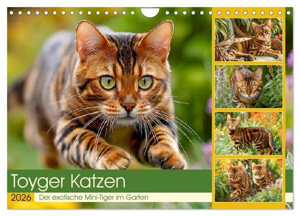 Toyger Katzen. Der exotische Mini-Tiger im Garten (Wandkalender 2026 DIN A4 quer), CALVENDO Monatskalender