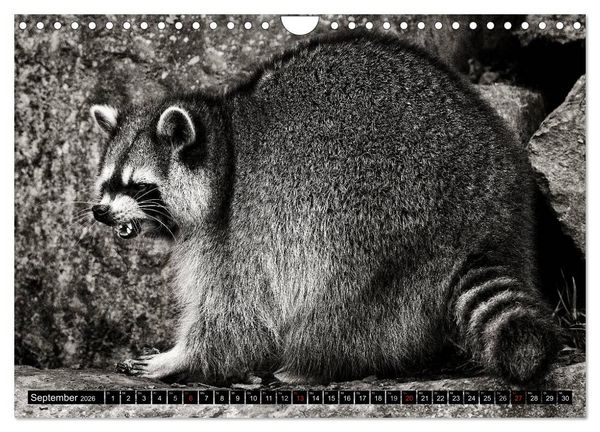 Produktbild: Waschb&auml;ren - Maskierte Gauner (Wandkalender 2026 DIN A4 quer), CALVENDO Monatskalender