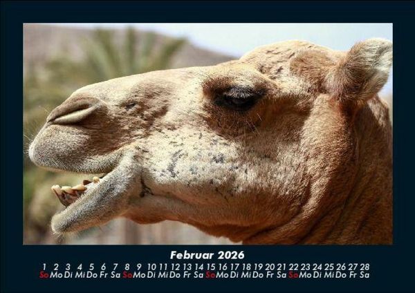 Produktbild: Zoobewohner 2026 Fotokalender DIN A5