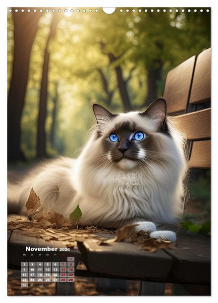 Produktbild: Pfotenabenteuer - Ragdolls in der Natur (Wandkalender 2026 DIN A3 hoch), CALVENDO Monatskalender