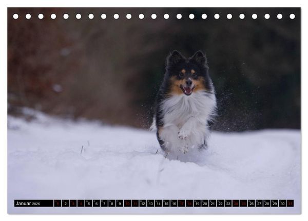 Produktbild: Shetland Sheepdogs - Kleine Charmeure (Tischkalender 2026 DIN A5 quer), CALVENDO Monatskalender