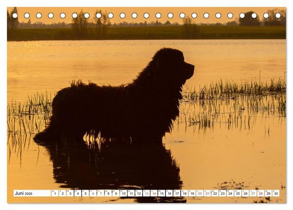 Produktbild: Neufundl&auml;nder - Ein b&auml;renstarker Freund (Tischkalender 2026 DIN A5 quer), CALVENDO Monatskalender
