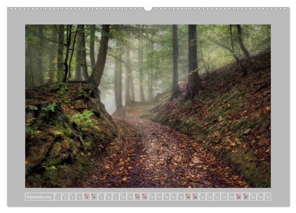 Produktbild: Wald im Licht (Wandkalender 2026 DIN A2 quer), CALVENDO Monatskalender