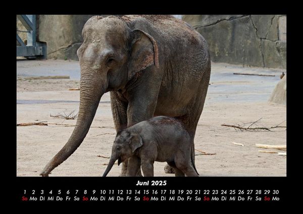 Produktbild: Der Elefantenkalender 2025 Fotokalender DIN A3