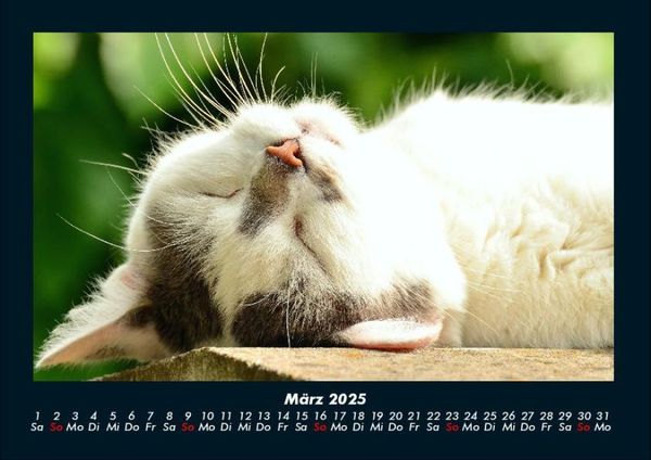 Produktbild: F&uuml;r Katzenfreunde 2025 Fotokalender DIN A4