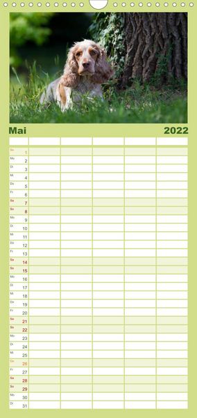 Produktbild: Familienplaner English Cocker Spaniel - Fr&ouml;hliche Gesellen (Wandkalender 2022 , 21 cm x 45 cm, hoch)