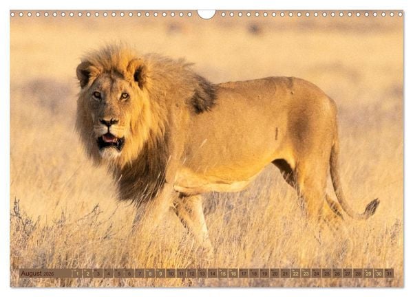 Produktbild: Wildlife Namibia - Etosha und Kalahari (Wandkalender 2026 DIN A3 quer), CALVENDO Monatskalender