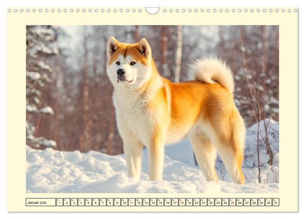 Produktbild: Akita Inu in der Natur. Japans edle und sanfte Sch&ouml;nheit (Wandkalender 2026 DIN A3 quer), CALVENDO Monatskalender