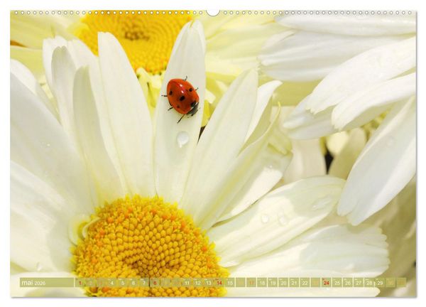 Produktbild: Une f&ecirc;te de fleurs (Calendrier mural 2026 DIN A2 vertical) calendrier de bureau