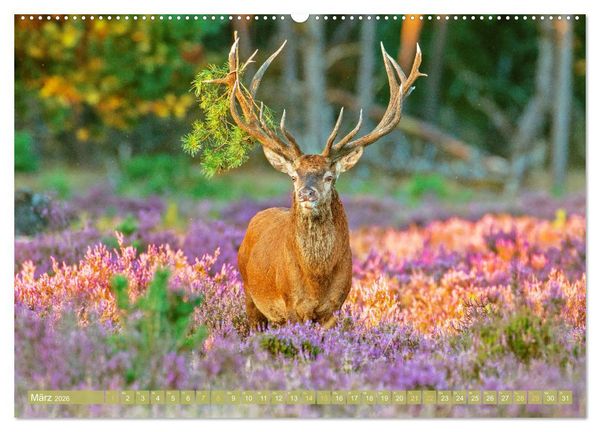 Produktbild: Wildtiere des Waldes: Hier wird der Mythos Wald lebendig (Wandkalender 2026 DIN A2 quer), CALVENDO Monatskalender