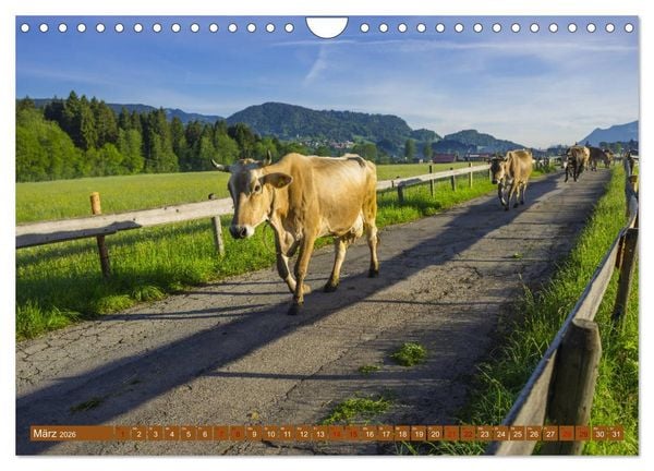 Produktbild: Allg&auml;uer Sch&ouml;nheiten Allg&auml;u - Land der K&uuml;he (Wandkalender 2026 DIN A4 quer), CALVENDO Monatskalender