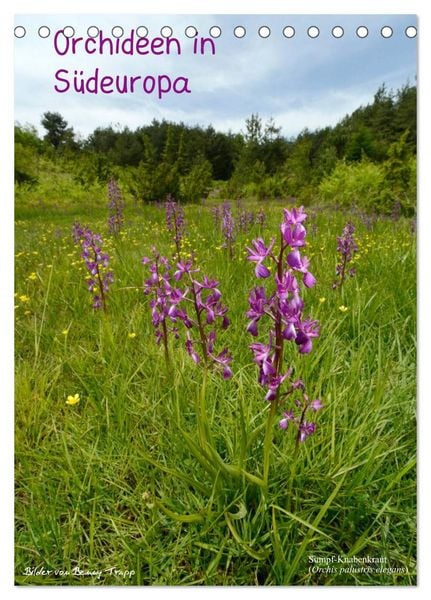 Produktbild: Orchideen in S&uuml;deuropa (Tischkalender 2026 DIN A5 hoch), CALVENDO Monatskalender