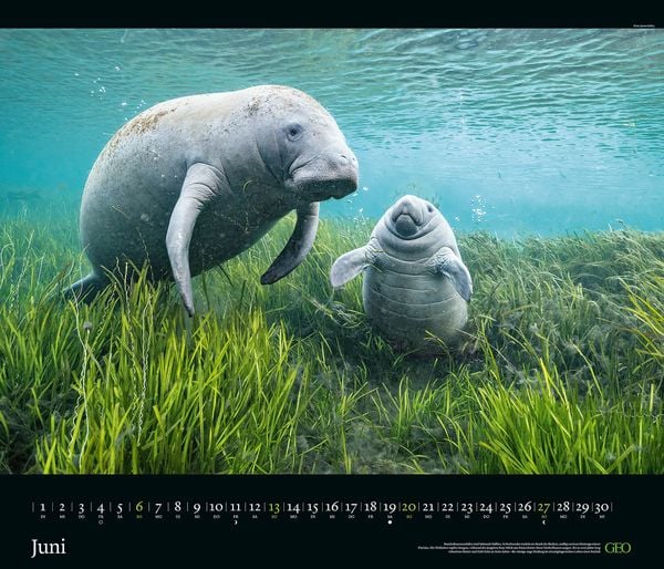 Produktbild: GEO Edition: Tierwelten 2027